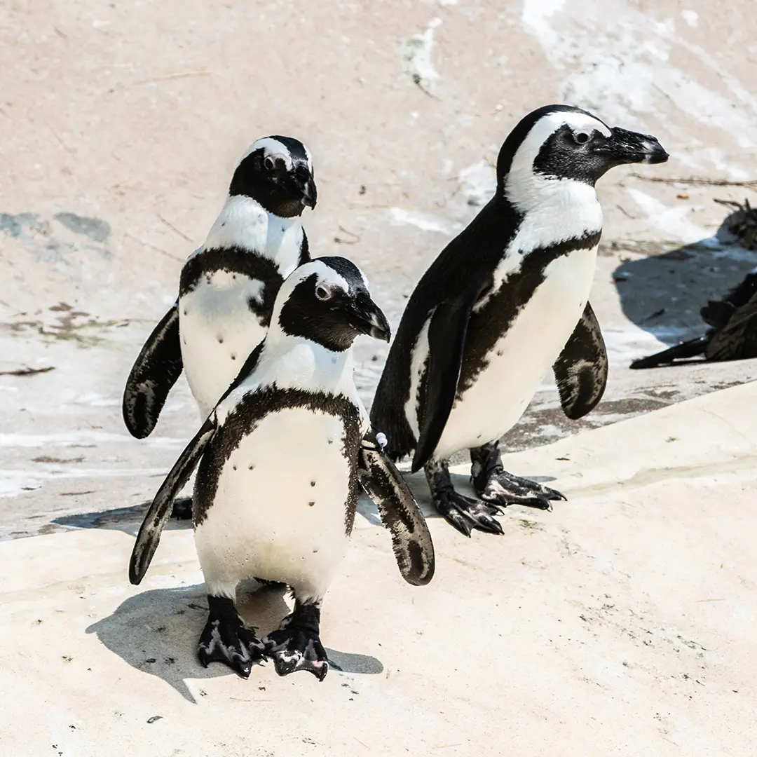 Toronto Zoo African Penguin