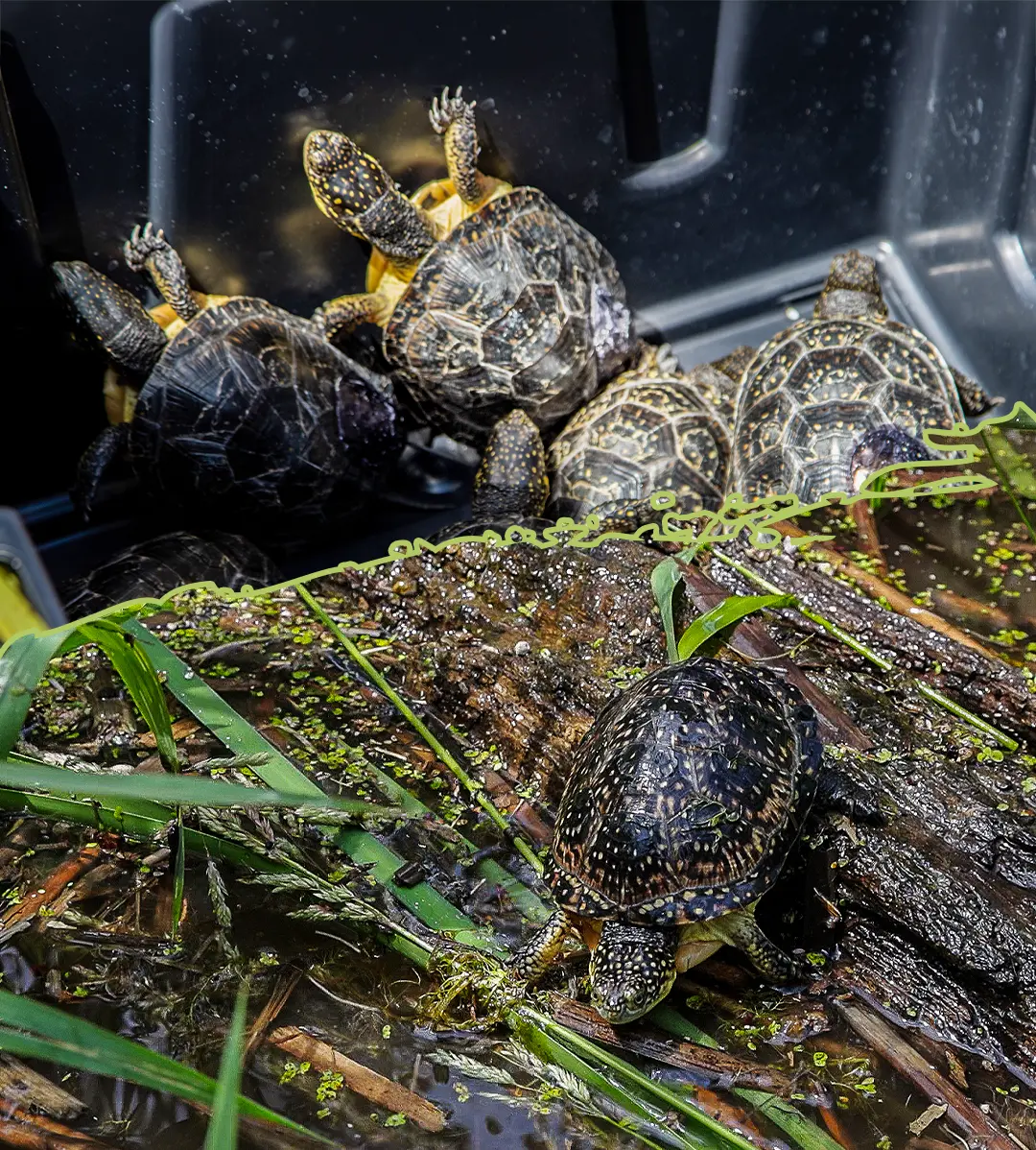Toronto Zoo Baby Rhino standing with Mom