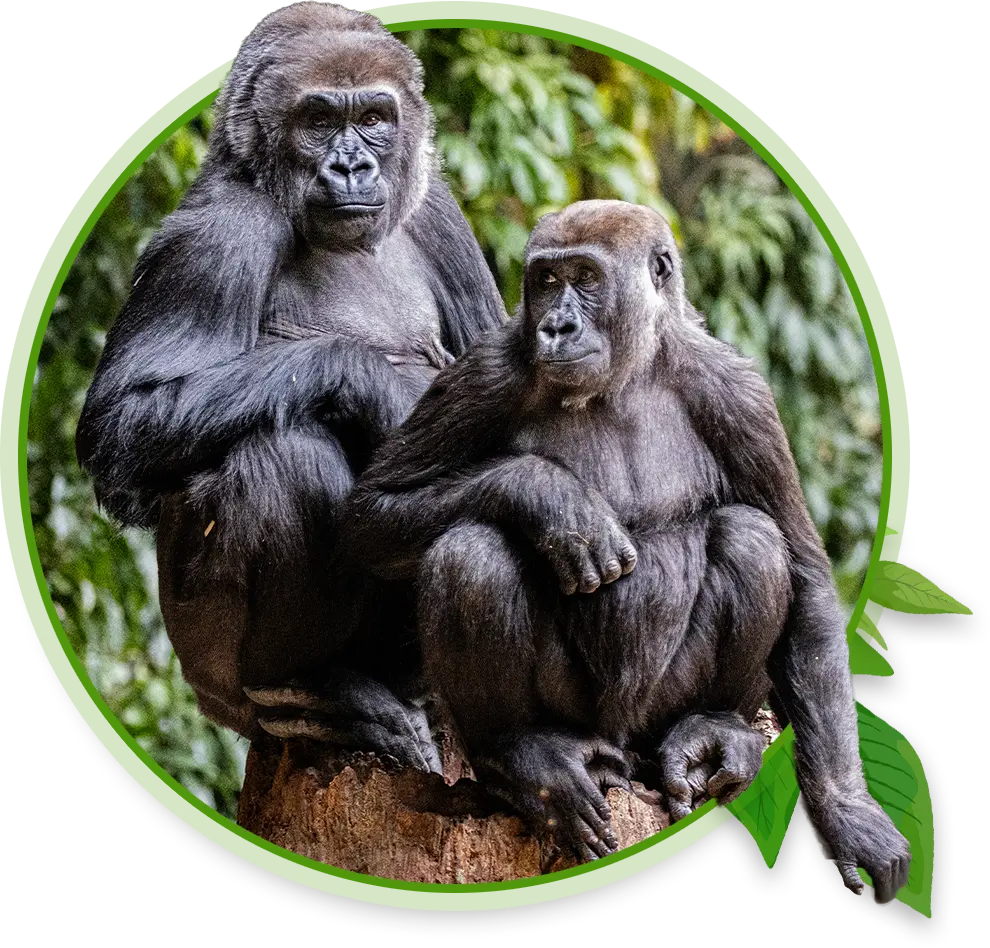 A basilisk lizard sits on a log