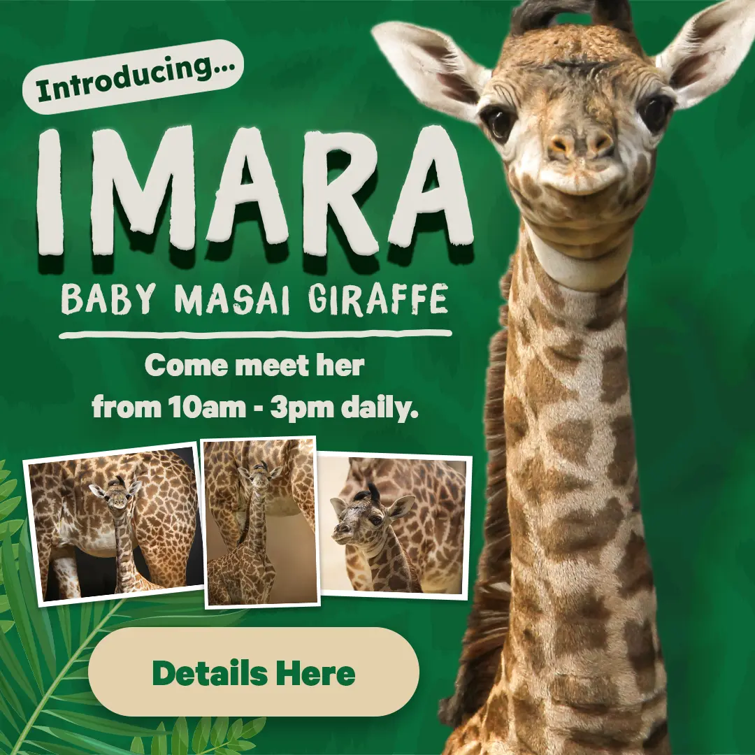 Introducing... Imara Baby Masai Giraffe - Come meet her from 10am - 2pm daily - Details Here